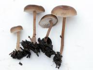 foto Karel Tejkal
