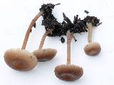 Myxomphalia maura