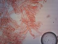 hymenium