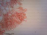 hymenium