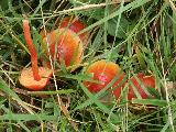 Hygrocybe mucronella 