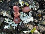 Ditangium cerasi