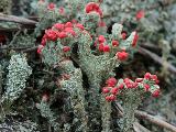 Cladonia coccifera