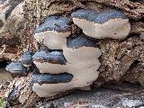 Phellinus igniarius 