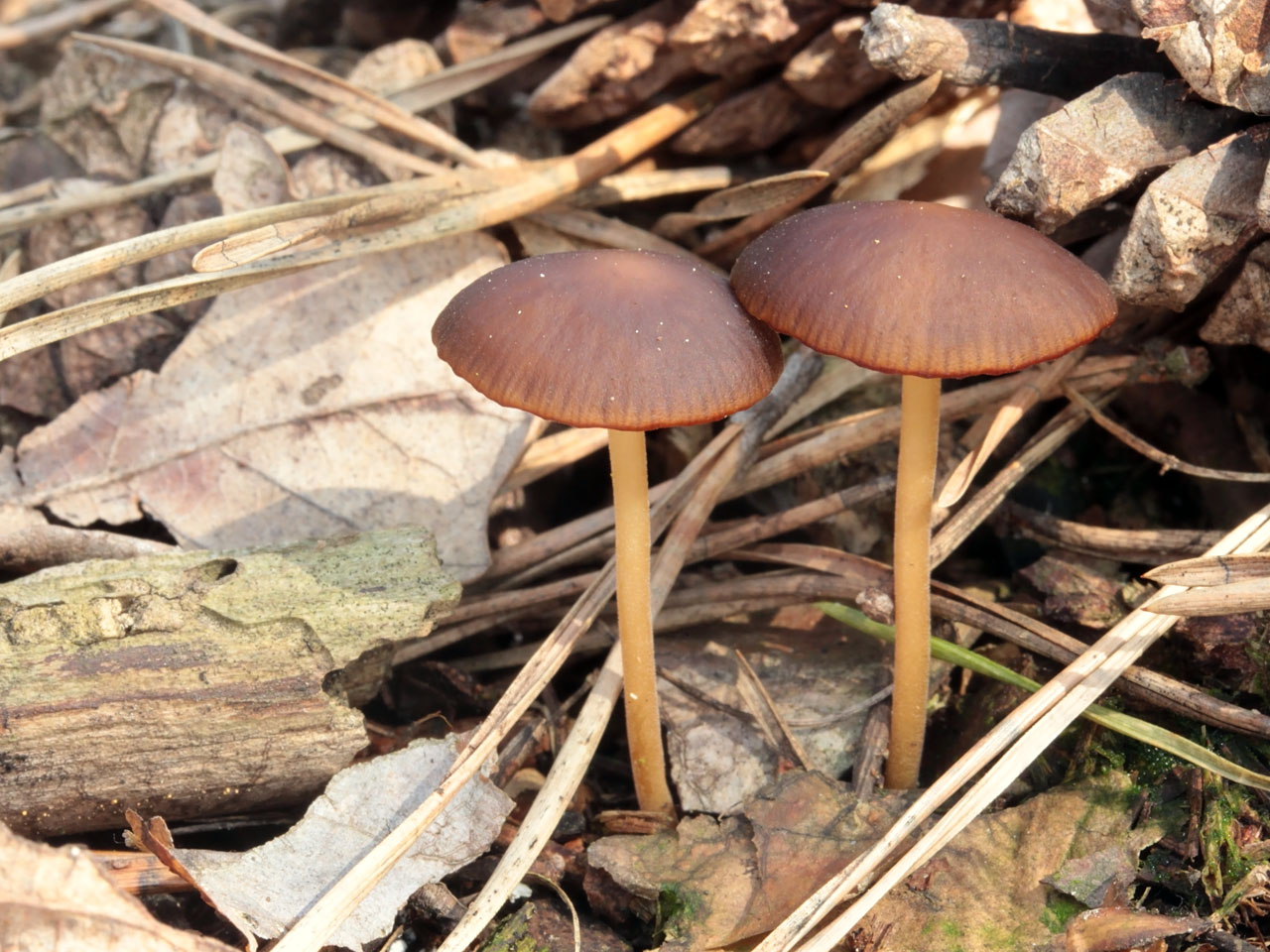 Strobilurus tenacellus - penízovka nahořklá - myko.cz