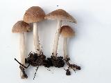 Psathyrella spadiceogrisea 