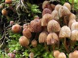 Coprinellus disseminatus 