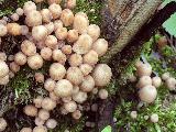 Coprinellus disseminatus 