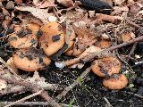 Pholiota highlandensis