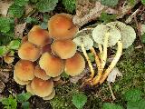 Hypholoma fasciculare 