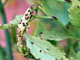 Puccinia bornmuelleri