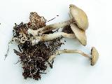 Agrocybe praecox 