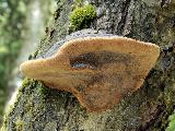 Phellinus alni 