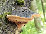 Phellinus alni