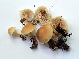 Gymnopus dryophilus