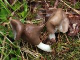 Helvella elastica 