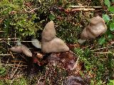 Helvella elastica 