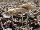 Hymenopellis radicata 