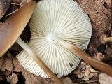 Hymenopellis radicata 
