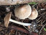 Inocybe fibrosoides 