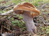 Cortinarius stillatitius