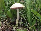 Agrocybe praecox 