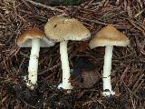 Inocybe fibrosoides 