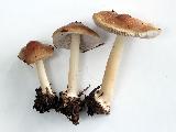 Inocybe fibrosoides 