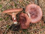 Lactarius rufus 