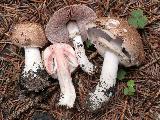 Agaricus sylvaticus 