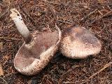 Agaricus sylvaticus 