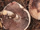Agaricus sylvaticus 