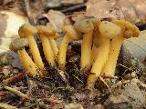 Leotia lubrica