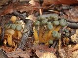 Leotia lubrica