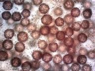 zralé výtrusy (H2O) zralé výtrusy (H2O)