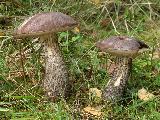 Leccinum scabrum