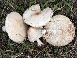 Macrolepiota excoriata 