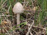 Macrolepiota mastoidea