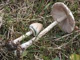 Macrolepiota mastoidea