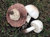 Agaricus xanthodermus 