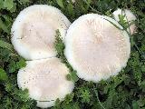 Agaricus xanthodermus