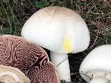 Agaricus xanthodermus 