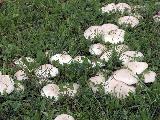 Agaricus xanthodermus