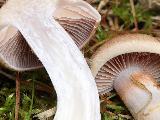 Cortinarius caninus