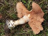 Cortinarius caninus 