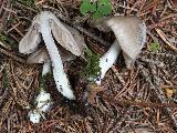 Entoloma turbidum 