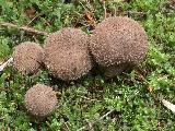 Lycoperdon umbrinum 