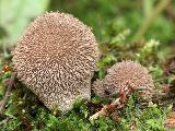 Lycoperdon umbrinum 