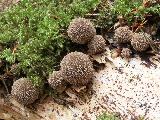 Lycoperdon umbrinum 