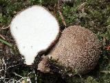 Lycoperdon umbrinum 